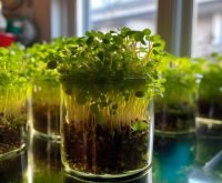 glass-with-small-plants-inside-it-that-has-word-sprouts-it_786255-10519